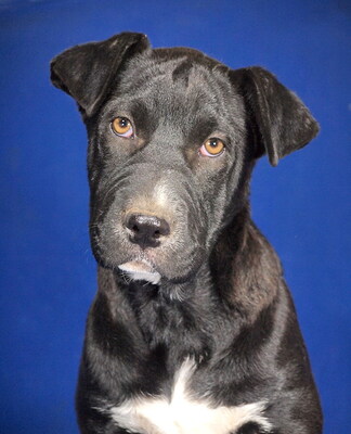 DOLLY - R E S E R V I E R T !!!!! offenes Wesen, sehr freundlich, verschmust, intelligent, neugierig, lebhaft, Shar Pei Mischling - Hündin
