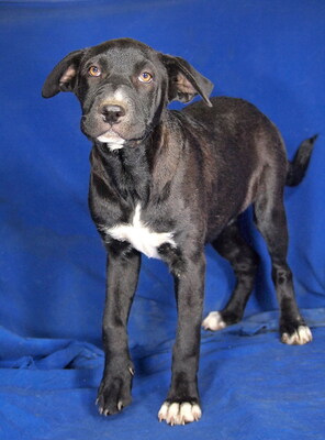 DOLLY - R E S E R V I E R T !!!!! offenes Wesen, sehr freundlich, verschmust, intelligent, neugierig, lebhaft, Shar Pei Mischling - Hündin