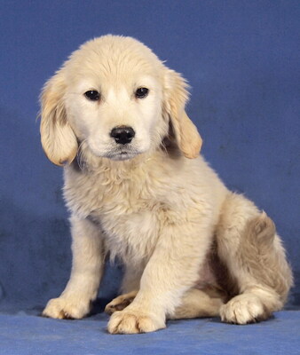 DOLLY - R E S E R V I E R T !!!!! sehr lieb, interessiert, lebhaft, anhänglich, verspielt, gelehrig, katzenverträglich, anfangs ein wenig ängstlich, Golden Retriever Welpen - Hündin