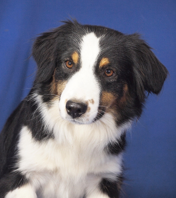 DOLLY - R E S E R V I E R T!!!!! sehr lieb und aufgeweckt, fröhlich, verschmust, lebhaft, verspielt, gelehrig, anfangs schüchtern, Mini Australian Shepherd - Betreuungsplatz NÖ - Hündin