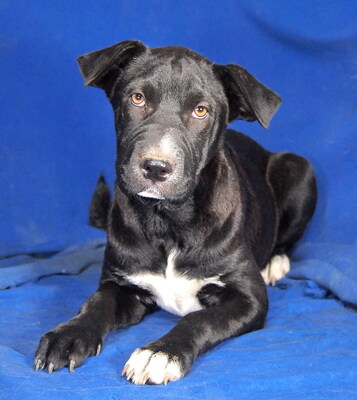 DOLLY - offenes Wesen, sehr freundlich, verschmust, intelligent, neugierig, lebhaft