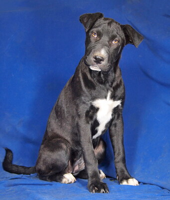 DOLLY - offenes Wesen, sehr freundlich, verschmust, intelligent, neugierig, lebhaft, Shar Pei Mischling - Hündin