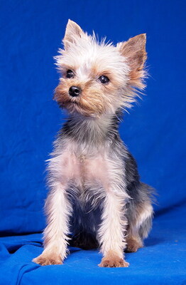 DOMINIKA - R E S E R V I E R T !!!!! freundlich, anhänglich, aufmerksam, lernfreudig, katzenverträglich, anfangs etwas ängstlich