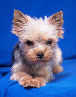 DOMINIKA - R E S E R V I E R T !!!!! freundlich, anhänglich, aufmerksam, lernfreudig, katzenverträglich, anfangs etwas ängstlich, Yorkshire Terrier - Hündin