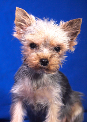 DOMINIKA - R E S E R V I E R T !!!!! freundlich, anhänglich, aufmerksam, lernfreudig, katzenverträglich, anfangs etwas ängstlich, Yorkshire Terrier - Hündin