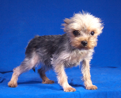DOMINIKA - R E S E R V I E R T !!!!! freundlich, anhänglich, aufmerksam, lernfreudig, katzenverträglich, anfangs etwas ängstlich, Yorkshire Terrier - Hündin