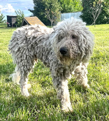 DON - sehr freundlich, offenes Wesen, sehr treu und anhänglich, intelligent, lernfreudig, aufmerksam, anfangs etwas ängstlich, Komondor - Rüde