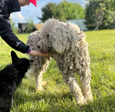 DON - sehr freundlich, offenes Wesen, sehr treu und anhänglich, intelligent, lernfreudig, aufmerksam, anfangs etwas ängstlich, Komondor - Rüde