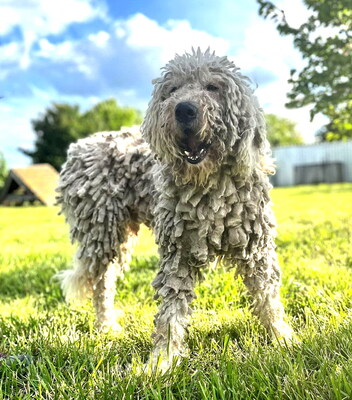 DON - sehr freundlich, offenes Wesen, sehr treu und anhänglich, intelligent, lernfreudig, aufmerksam, anfangs etwas ängstlich, Komondor - Rüde
