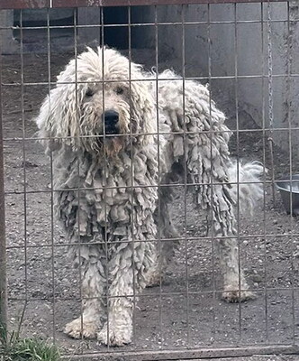 DON - sehr freundlich, offenes Wesen, sehr treu und anhänglich, intelligent, lernfreudig, aufmerksam, anfangs etwas ängstlich, Komondor - Rüde