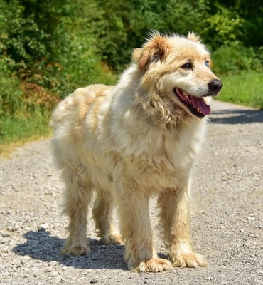 DONALD S277, Mischling - Rüde