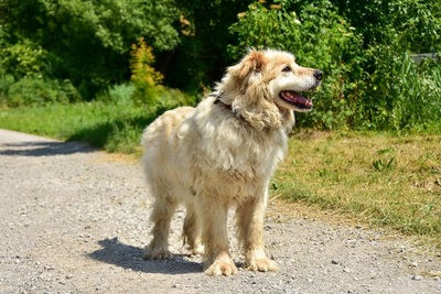 DONALD S277, Mischling - Rüde