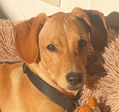 DONATELLO Jungspund sucht ein Zuhause, Mischling - Rüde