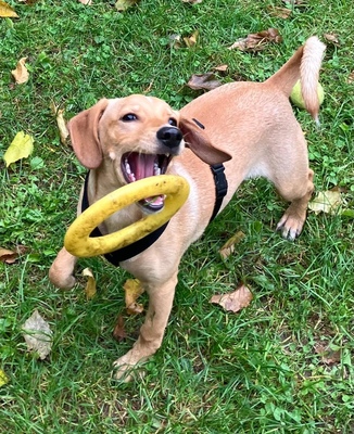 DONATELLO Jungspund sucht ein Zuhause, Mischling - Rüde