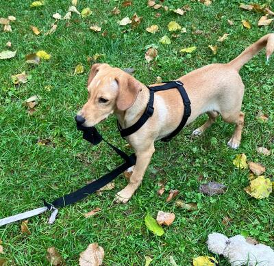 DONATELLO Jungspund sucht ein Zuhause, Mischling - Rüde