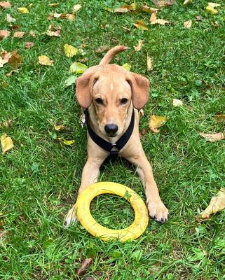 DONATELLO Jungspund sucht ein Zuhause, Mischling - Rüde