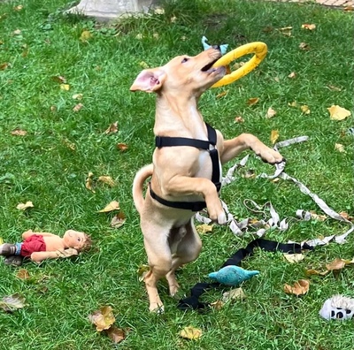 DONATELLO Jungspund sucht ein Zuhause, Mischling - Rüde