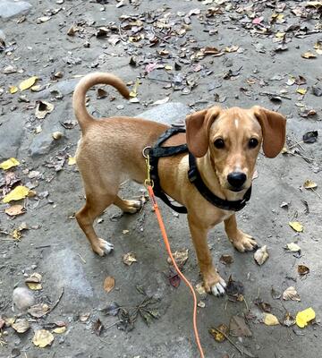 DONATELLO Jungspund sucht ein Zuhause, Mischling - Rüde