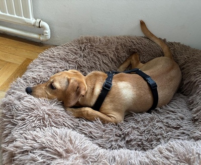 DONATELLO Jungspund sucht ein Zuhause, Mischling - Rüde