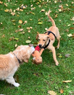 DONATELLO Jungspund sucht ein Zuhause, Mischling - Rüde