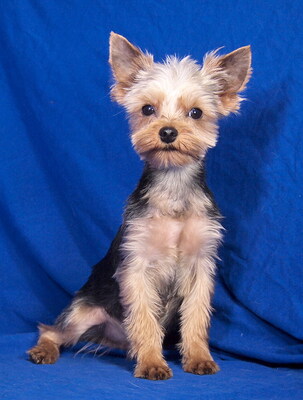 DOOLITTLE - R E S E R V I E R T !!!!! anhänglich, fröhlich, lebhaft, verschmust, gelehrig, katzenverträglich, anfangs schüchtern