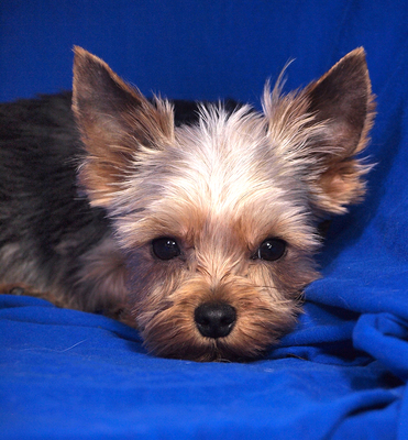 DOOLITTLE - R E S E R V I E R T !!!!! anhänglich, fröhlich, lebhaft, verschmust, gelehrig, katzenverträglich, anfangs schüchtern, Yorkshire Terrier - Rüde