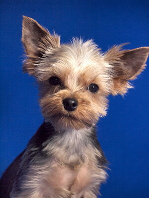 DOOLITTLE - anhänglich, fröhlich, lebhaft, verschmust, gelehrig, katzenverträglich, anfangs schüchtern, Yorkshire Terrier - Rüde