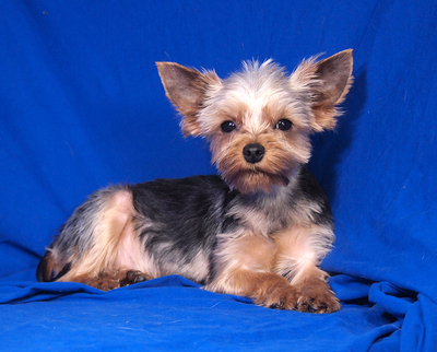 DOOLITTLE - anhänglich, fröhlich, lebhaft, verschmust, gelehrig, katzenverträglich, anfangs schüchtern, Yorkshire Terrier - Rüde