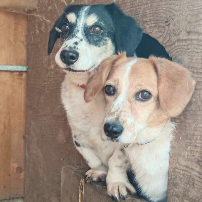 💥💥💥 DOPPELPACK Corgi- Mischlinge Csöpi + Burkus suchen auf diesem Weg ein gemeinsames Zuhause 💥💥💥, 2 Corgi- Mischlinge m + w - Hündin