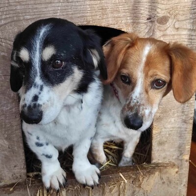 💥💥💥 DOPPELPACK Corgi- Mischlinge Csöpi + Burkus suchen auf diesem Weg ein gemeinsames Zuhause 💥💥💥, 2 Corgi- Mischlinge m + w - Hündin