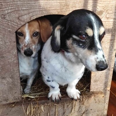 💥💥💥 DOPPELPACK Corgi- Mischlinge Csöpi + Burkus suchen auf diesem Weg ein gemeinsames Zuhause 💥💥💥, 2 Corgi- Mischlinge m + w - Hündin