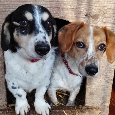 💥💥💥 DOPPELPACK Corgi- Mischlinge Csöpi + Burkus suchen auf diesem Weg ein gemeinsames Zuhause 💥💥💥, 2 Corgi- Mischlinge m + w - Hündin
