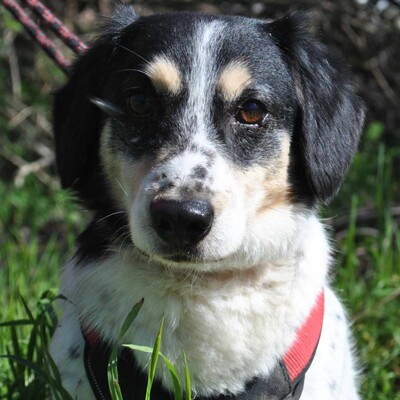 💥💥💥 DOPPELPACK Corgi- Mischlinge Csöpi + Burkus suchen auf diesem Weg ein gemeinsames Zuhause 💥💥💥, 2 Corgi- Mischlinge m + w - Hündin