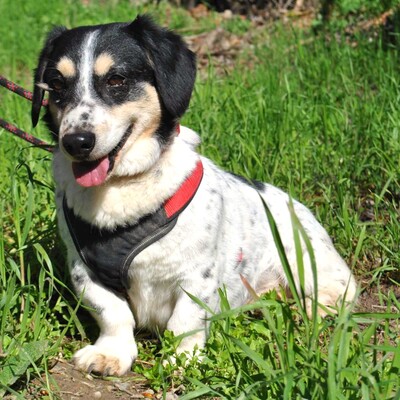 💥💥💥 DOPPELPACK Corgi- Mischlinge Csöpi + Burkus suchen auf diesem Weg ein gemeinsames Zuhause 💥💥💥, 2 Corgi- Mischlinge m + w - Hündin