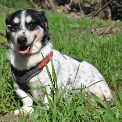 💥💥💥 DOPPELPACK Corgi- Mischlinge Csöpi + Burkus suchen auf diesem Weg ein gemeinsames Zuhause 💥💥💥, 2 Corgi- Mischlinge m + w - Hündin