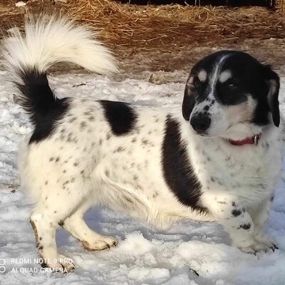 💥💥💥 DOPPELPACK Corgi- Mischlinge Csöpi + Burkus suchen auf diesem Weg ein gemeinsames Zuhause 💥💥💥, 2 Corgi- Mischlinge m + w - Hündin