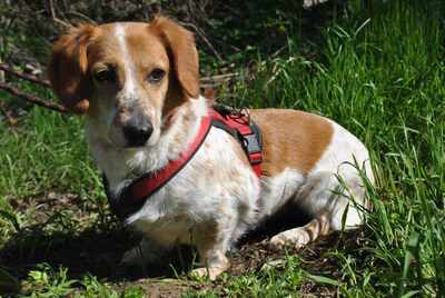 💥💥💥 DOPPELPACK Corgi- Mischlinge Csöpi + Burkus suchen auf diesem Weg ein gemeinsames Zuhause 💥💥💥, 2 Corgi- Mischlinge m + w - Hündin