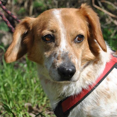 💥💥💥 DOPPELPACK Corgi- Mischlinge Csöpi + Burkus suchen auf diesem Weg ein gemeinsames Zuhause 💥💥💥, 2 Corgi- Mischlinge m + w - Hündin
