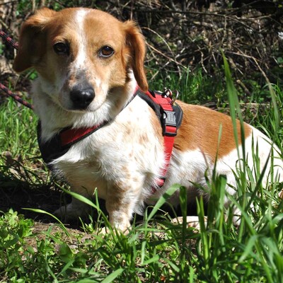 💥💥💥 DOPPELPACK Corgi- Mischlinge Csöpi + Burkus suchen auf diesem Weg ein gemeinsames Zuhause 💥💥💥, 2 Corgi- Mischlinge m + w - Hündin