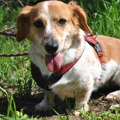 💥💥💥 DOPPELPACK Corgi- Mischlinge Csöpi + Burkus suchen auf diesem Weg ein gemeinsames Zuhause 💥💥💥, 2 Corgi- Mischlinge m + w - Hündin