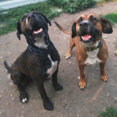 💥💥💥DOPPELPACK Ricky + Monty suchen gemeinsam ein tolles Zuhause....💥💥💥, 2 Mischlingsrüden - Rüde