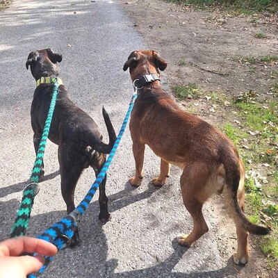 💥💥💥DOPPELPACK Ricky + Monty suchen gemeinsam ein tolles Zuhause....💥💥💥, 2 Mischlingsrüden - Rüde