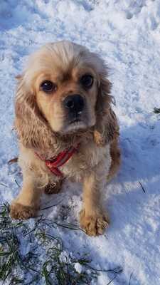 DORA 7 in Oberösterreich, Cockerspanielmix - Hündin