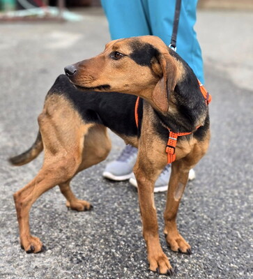 DORA - R E S E R V I E R T !!!!! sehr freundlich, anhänglich, klug, lebhaft, interessiert, Serbischer Bracken Mischling - Hündin