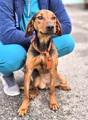 DORA - R E S E R V I E R T !!!!! sehr freundlich, anhänglich, klug, lebhaft, interessiert, Serbischer Bracken Mischling - Hündin