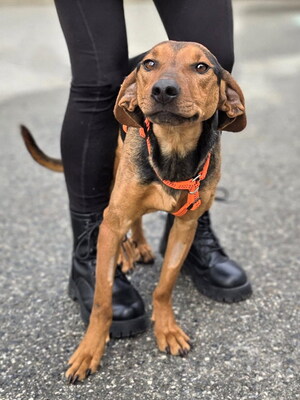 DORA - sehr freundlich, anhänglich, klug, lebhaft, interessiert