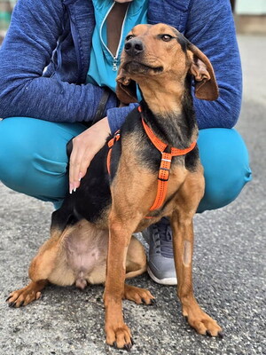 DORA - sehr freundlich, anhänglich, klug, lebhaft, interessiert, Serbische Bracken Mischling - Hündin