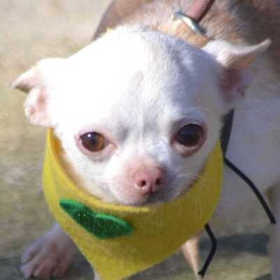 DORI - Linares - Leishmaniose grenzwertig!!!, Chihuahua - unkastriert - Hündin