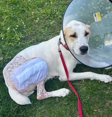 DORIS - NOTFALL!!! SPENDENAUFRUF!!! menschenorientiert, freundlich, anhänglich, aufmerksam, wachsam, gelehrig, Zentralasiatischer Schäferhund - Betreuungsplatz NÖ - Video vorhanden - Hündin