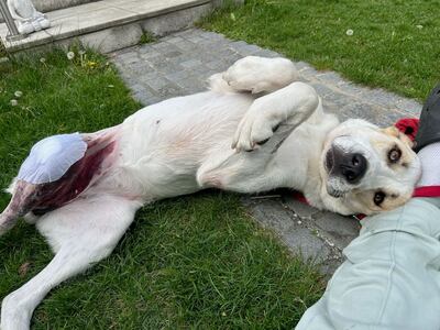 DORIS - NOTFALL!!! SPENDENAUFRUF!!! menschenorientiert, freundlich, anhänglich, aufmerksam, wachsam, gelehrig, Zentralasiatischer Schäferhund - Betreuungsplatz NÖ - Video vorhanden - Hündin